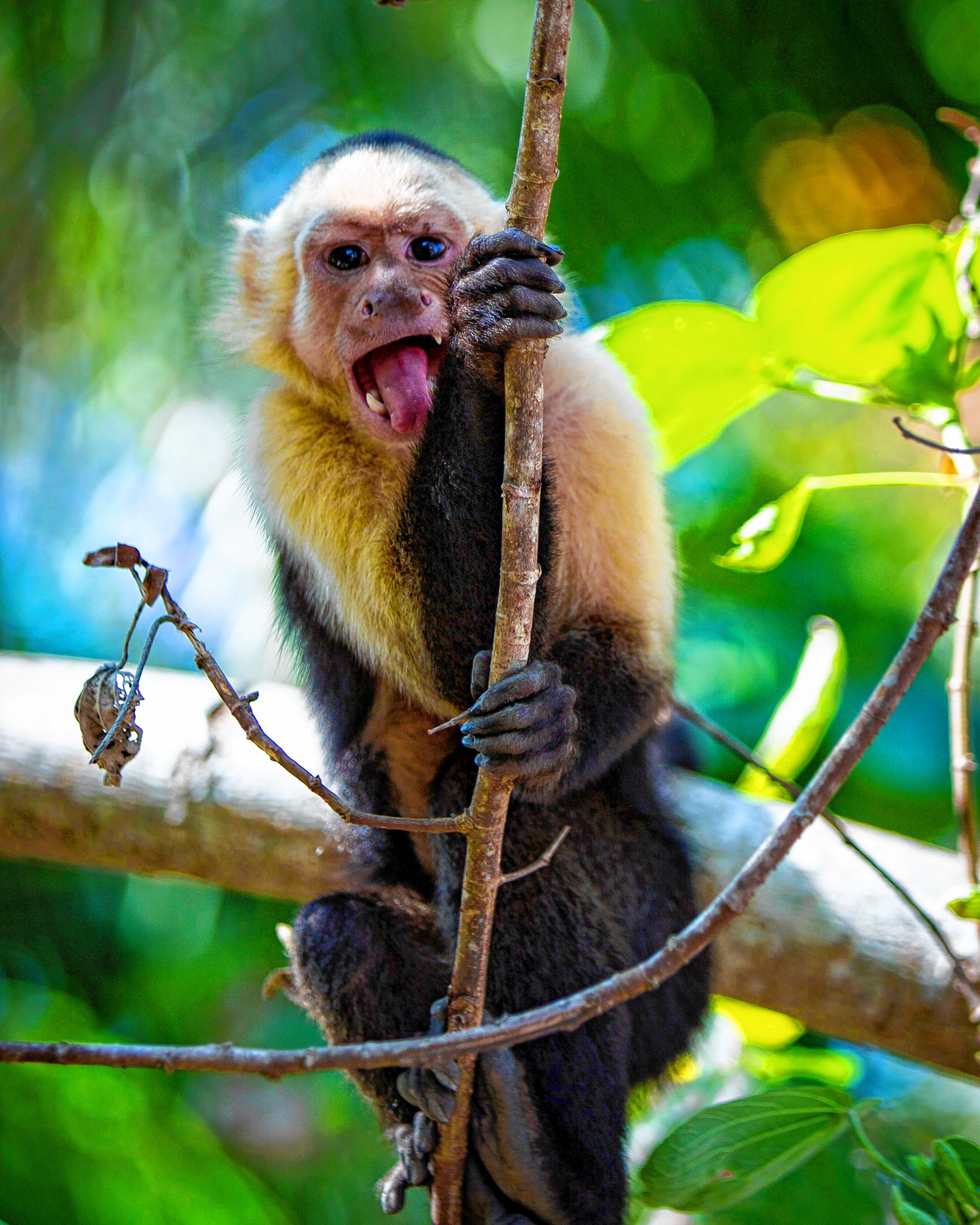 Concord photographer Eric Fleming captured these stunning images while on an excursion to Puerto Rico in the beginning of 2019. These photos and more are on display at Fleming's first-ever photo exhibit at the office of Kelly Dimond, Certified Advanced Rolfer, 210 N. State St., Suite 2A. Courtesy of Eric Fleming