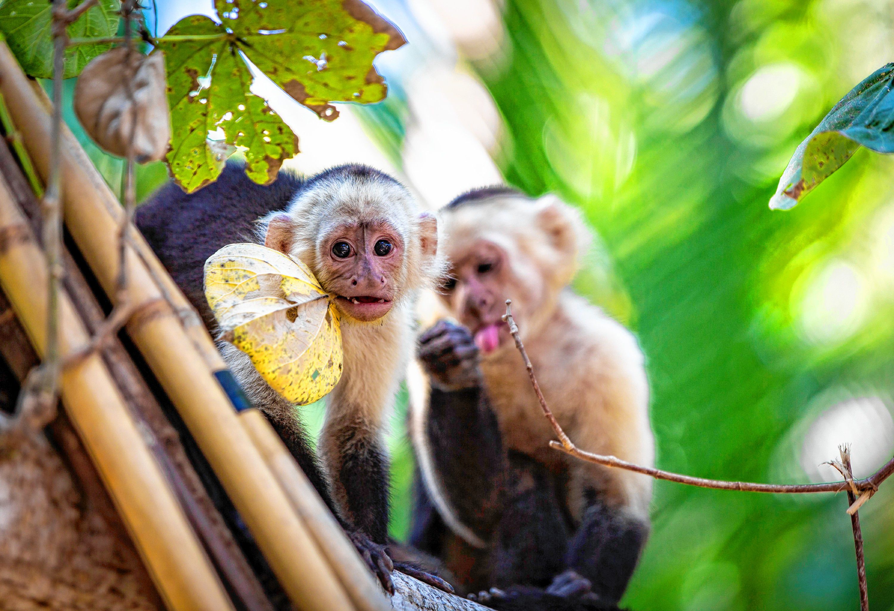 Concord photographer Eric Fleming captured these stunning images while on an excursion to Puerto Rico in the beginning of 2019. These photos and more are on display at Fleming’s first-ever photo exhibit at the office of Kelly Dimond, Certified Advanced Rolfer, 210 N. State St., Suite 2A. Courtesy of Eric Fleming