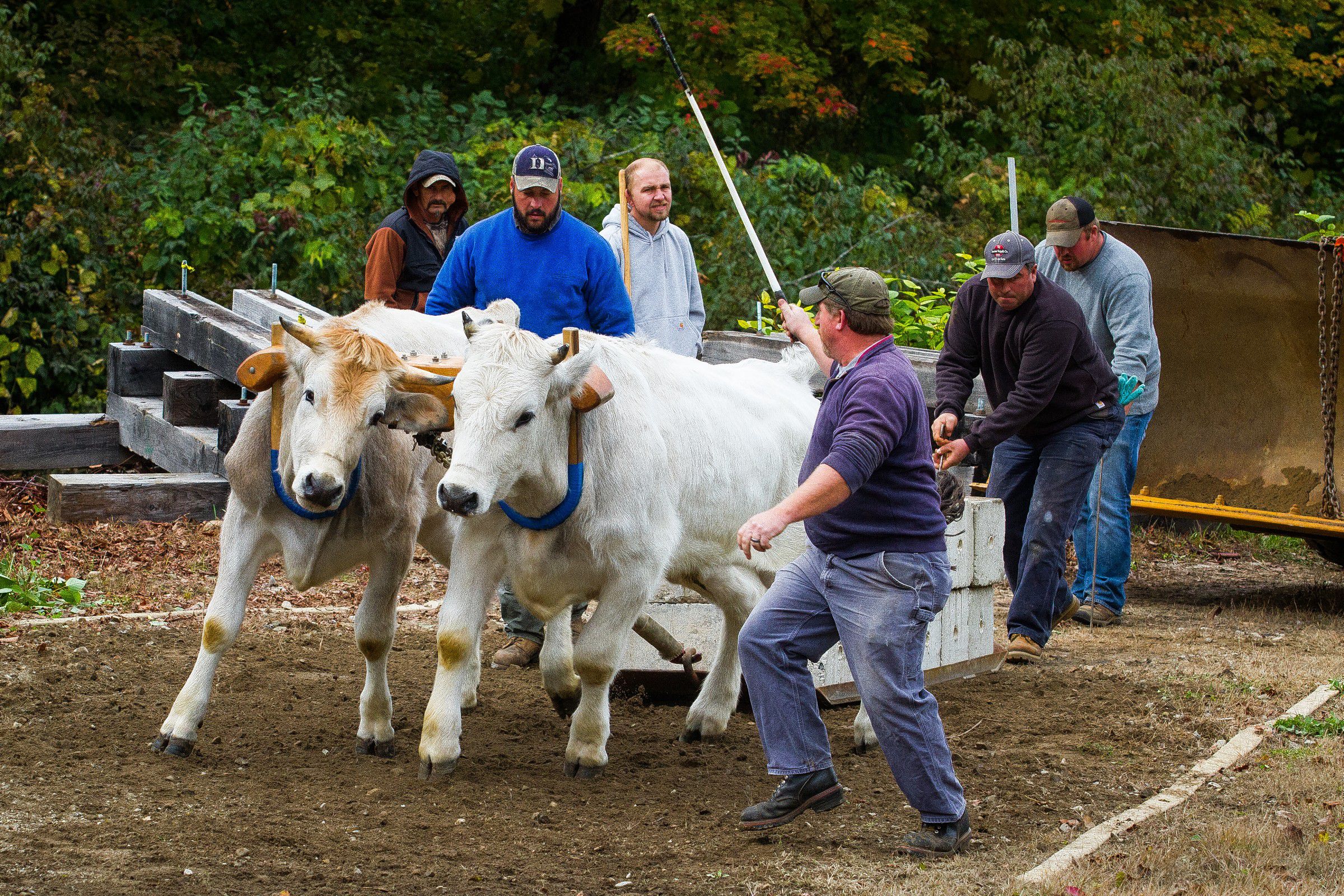 Teams compete in the oxen competition at this year's Warner Fall Foliage Festival on Saturday, Oct. 10, 2015.   (ELIZABETH FRANTZ / Monitor staff) ELIZABETH FRANTZ