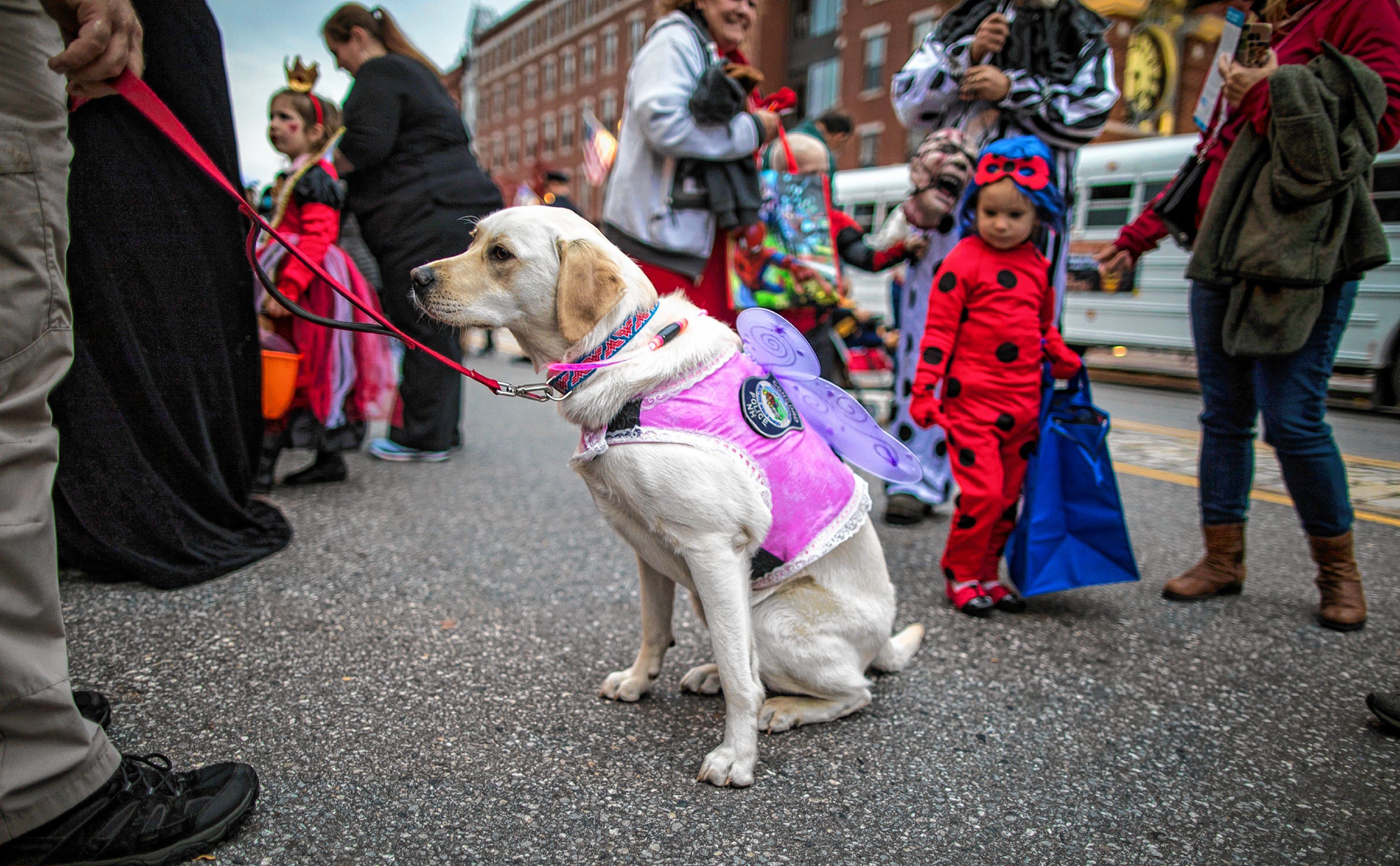 Even the Concord police dog Liberty got dressed up for Halloween Howl on Main Street in Concord on Friday evening, October 25, 2019. GEOFF FORESTER