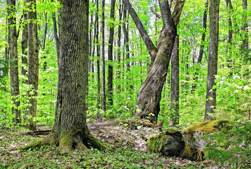 Northeast Wilderness Trust has purchased 359 acres for a preserve in Bridgewater Corners, Vt. The new Bramhall Wilderness Preserve is home to pristine cascading brooks, towering trees and abundant wildlife, according to the Trust, which bought the property from Bridgewater artist Paedra Bramhall. (Courtesy photograph) 