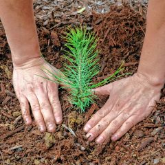 6 ways to celebrate Arbor Day