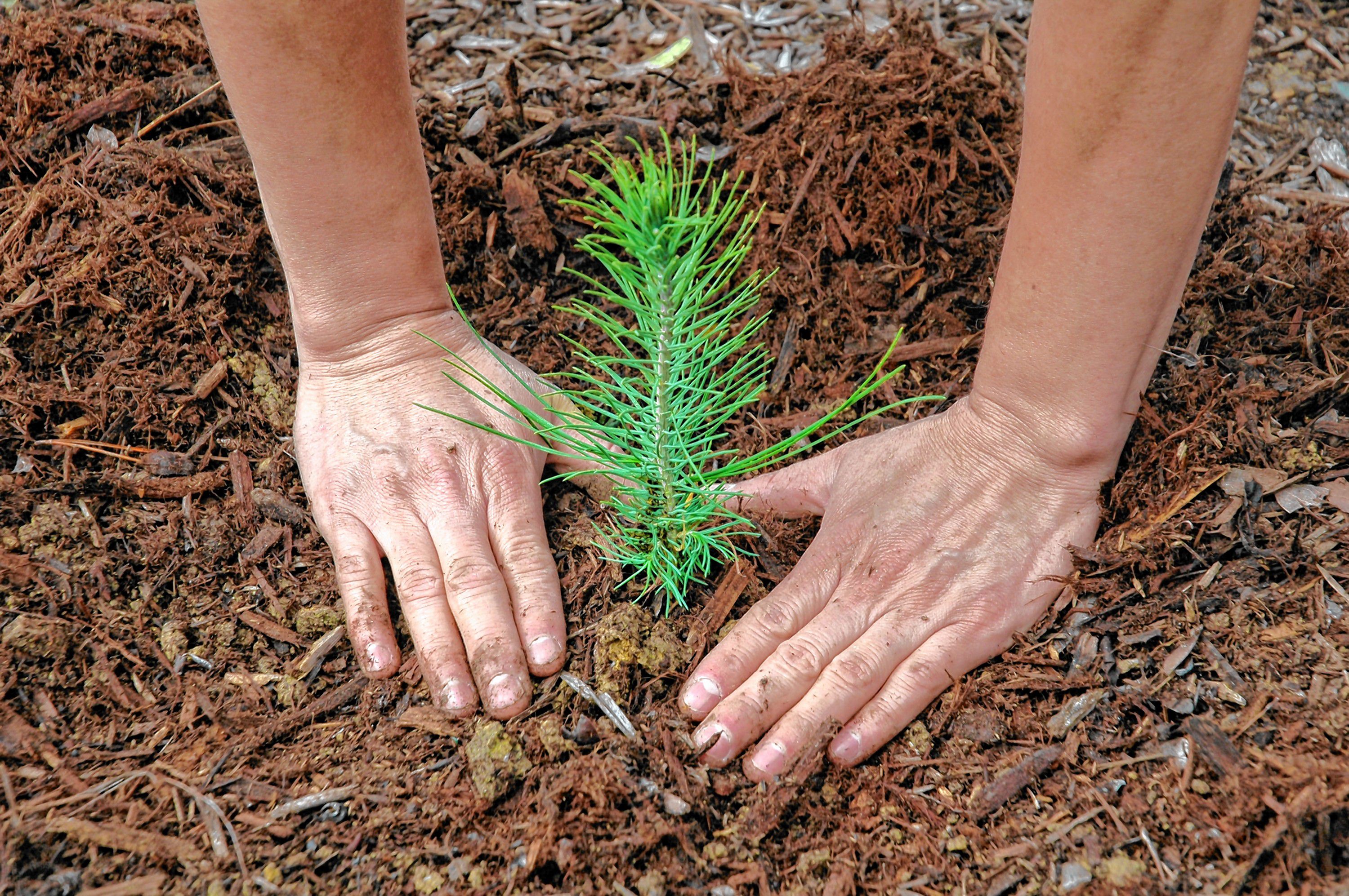 6 ways to celebrate Arbor Day - The Concord Insider