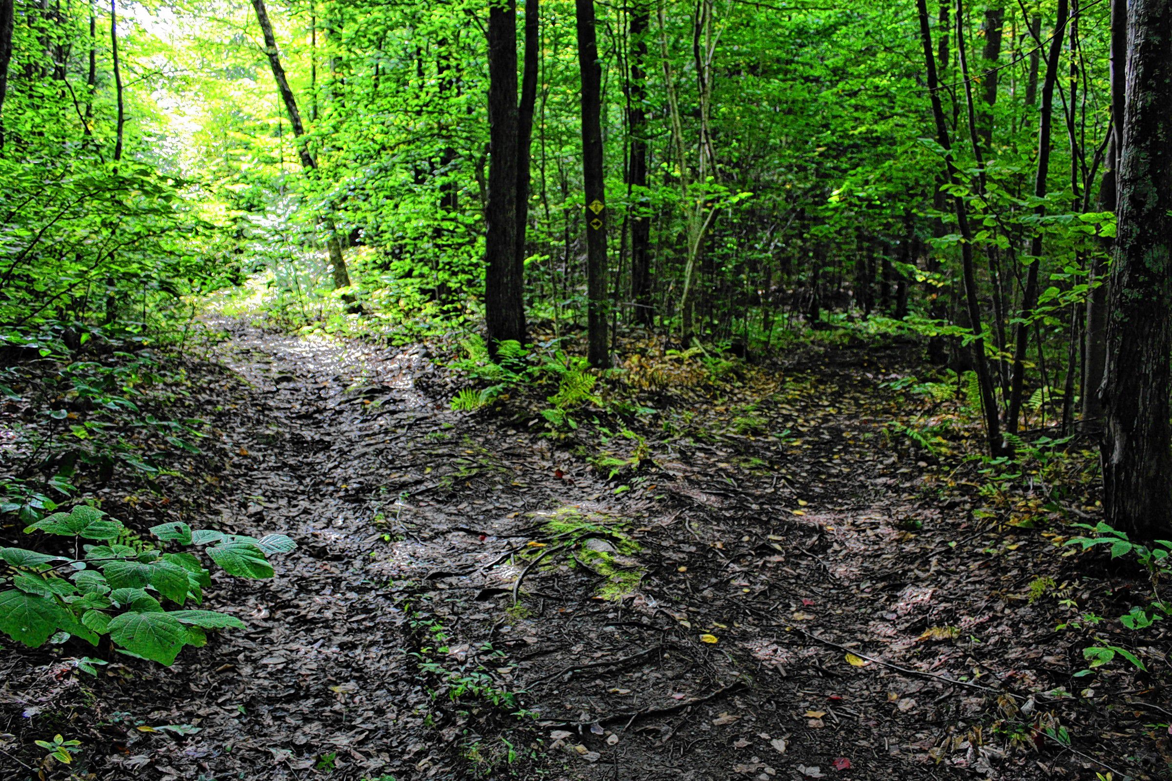 The West End Farm Trail features a fork.  