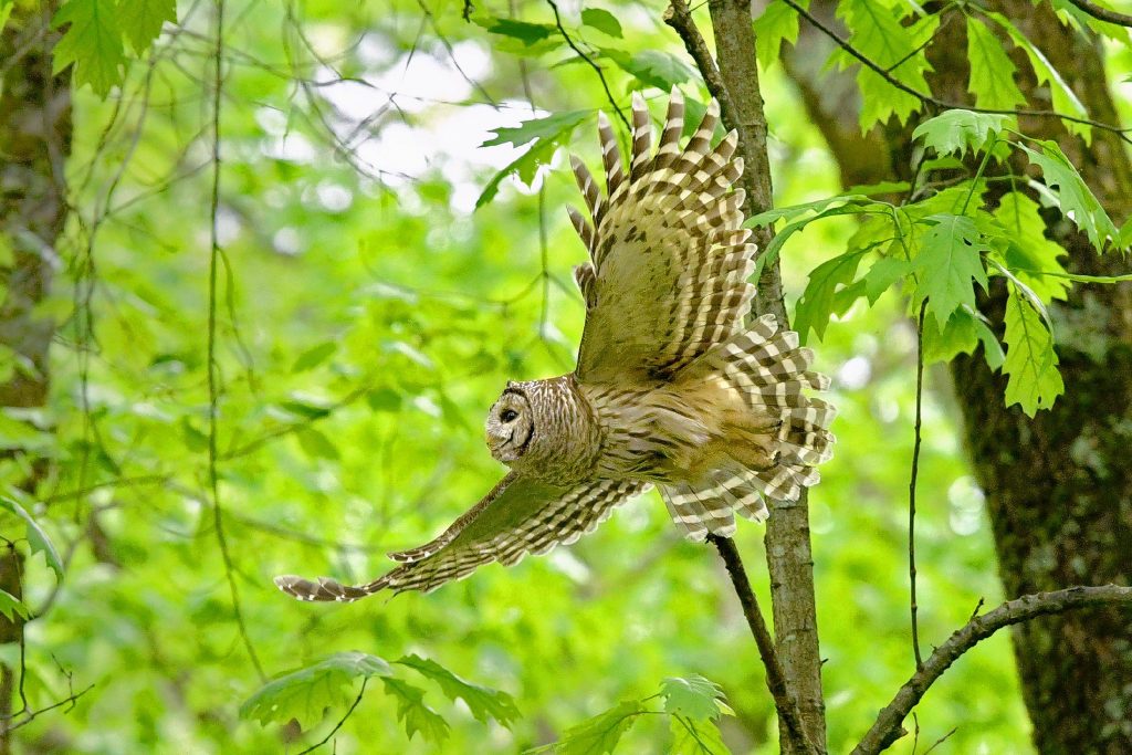 A Barred Owl flies silently through the New Hampshire woods. Barred Owls are the only owl with dark eyes that you would expect to see in New Hampshire.  © 2020 Mark Wilson