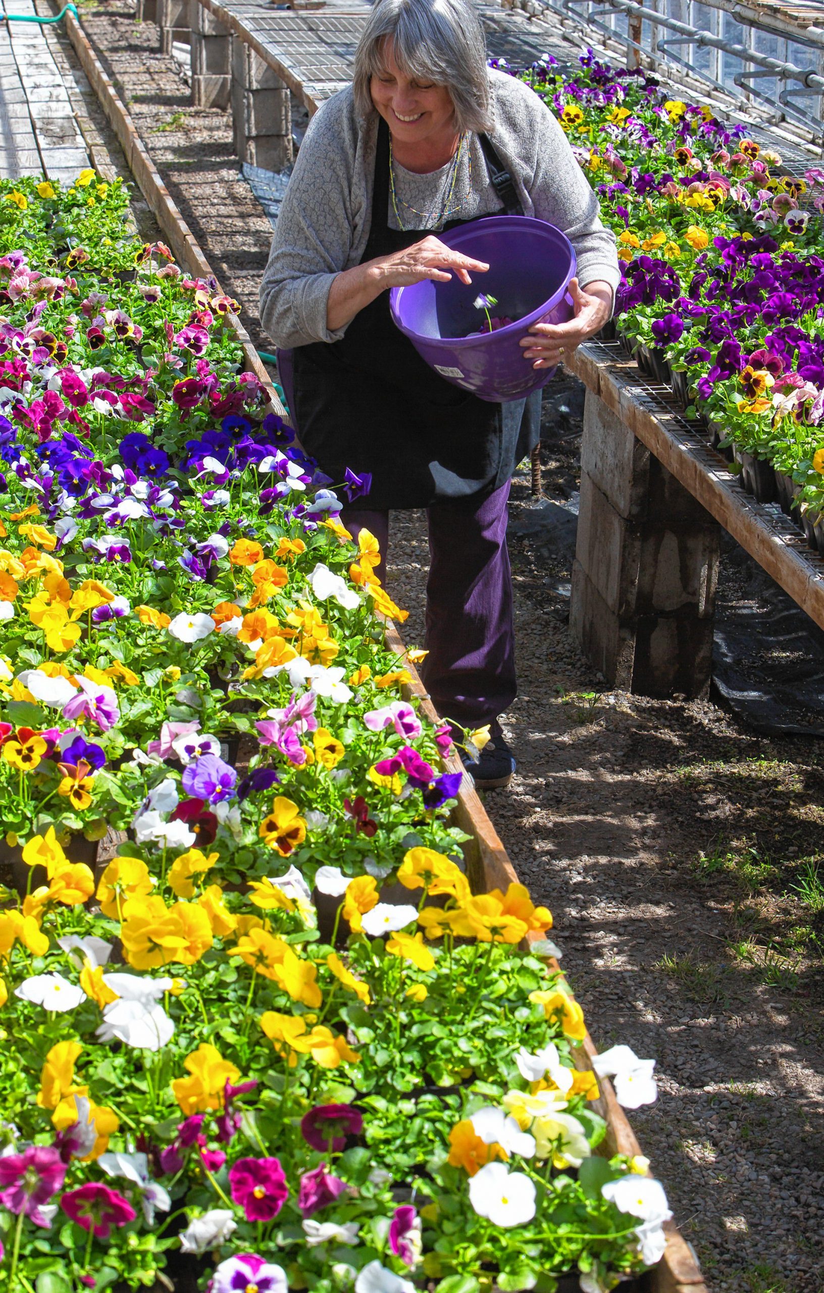 Janice Farnewald of McLeod Florist works on taking off spent blossoms on their daisies at their South State Street location in 2016. 