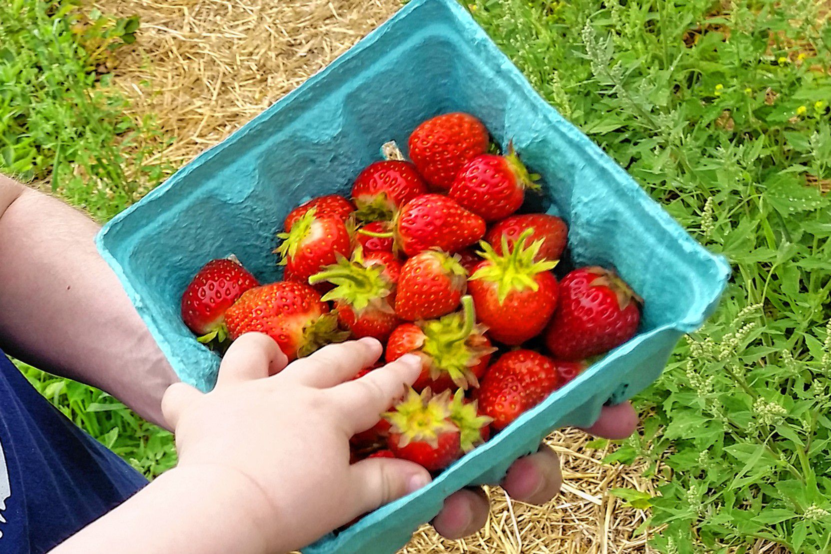 strawberry farms