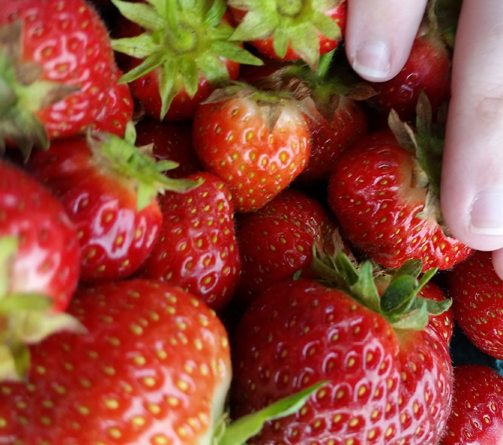 Strawberry Picking Season The Concord Insider   20200628 101143 Rotated 