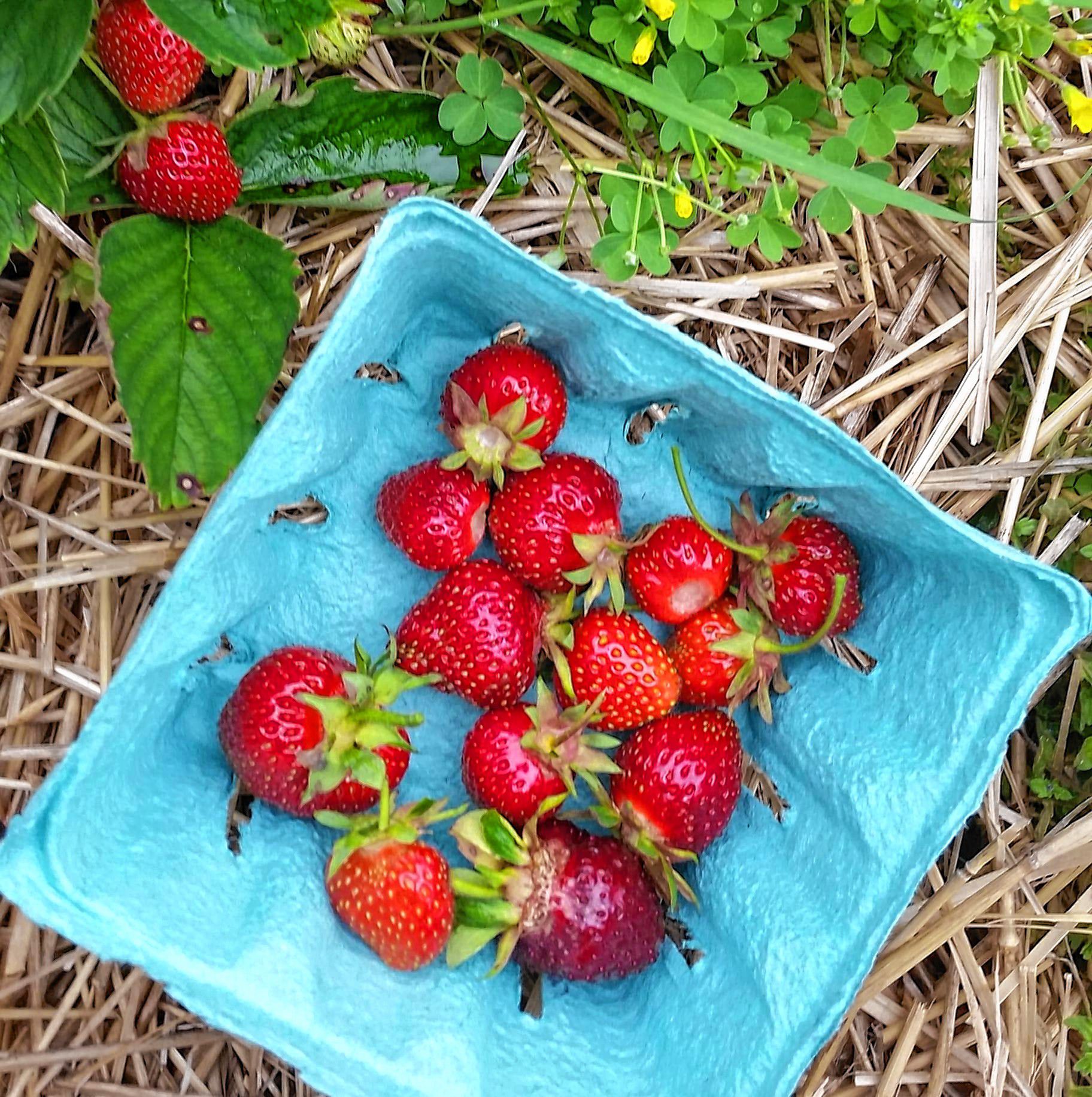 Strawberries from Apple Hill Farm in June 2019 