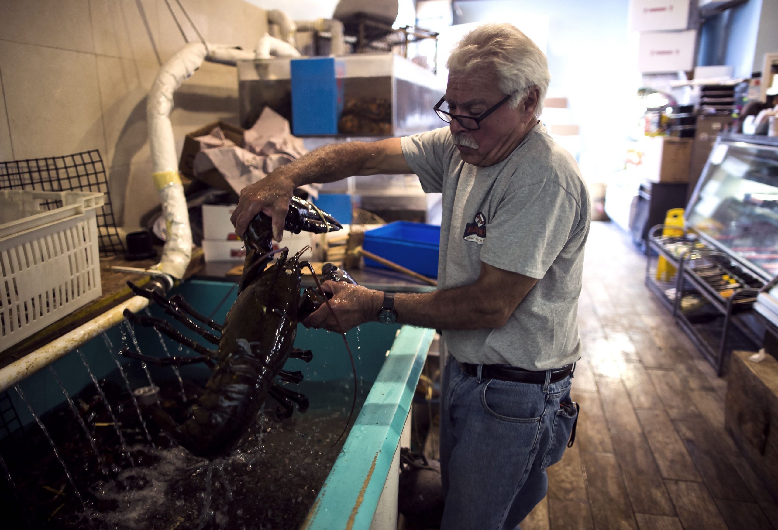 Greg Makris reached into the tank, steadied himself, lifted the beast by its claws in the back of the Makrisâ Seafood and Steak House on Route 106 in Concord on Wednesday, July 18, 2018. GEOFF FORESTER