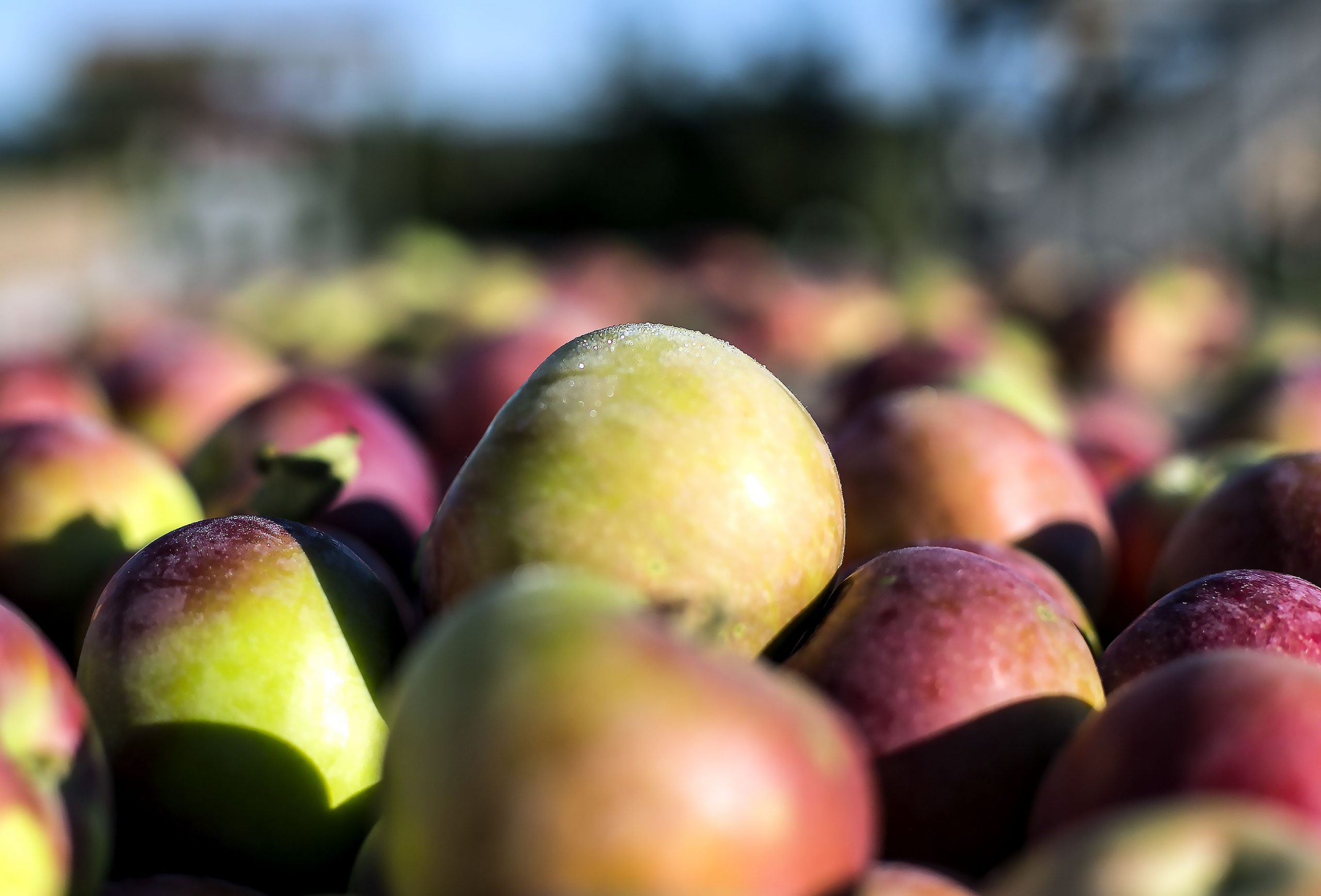 A carton of apples at Carter Hill farm in Concord Geoff Forester