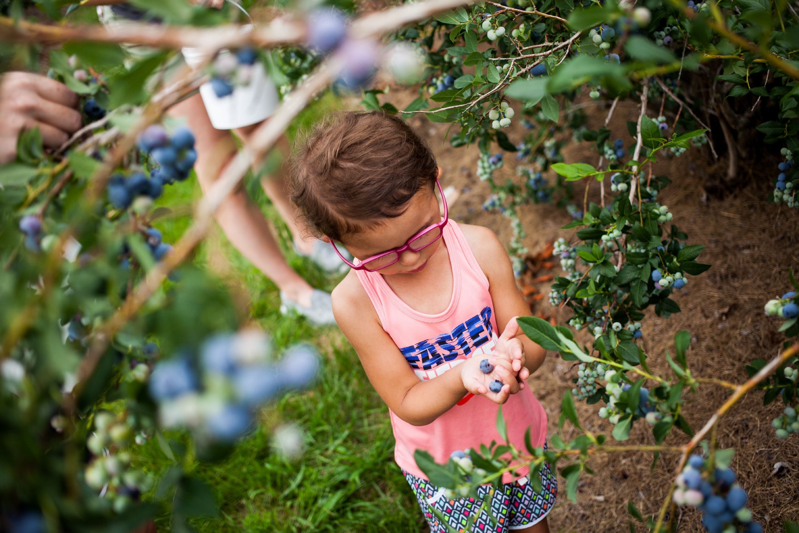 Reagan Harker, 3, of Franklin, Ohio, picks blueberries with her family at Apple Hill Farm in Concord on Thursday, July 20, 2017.  Elizabeth Frantz