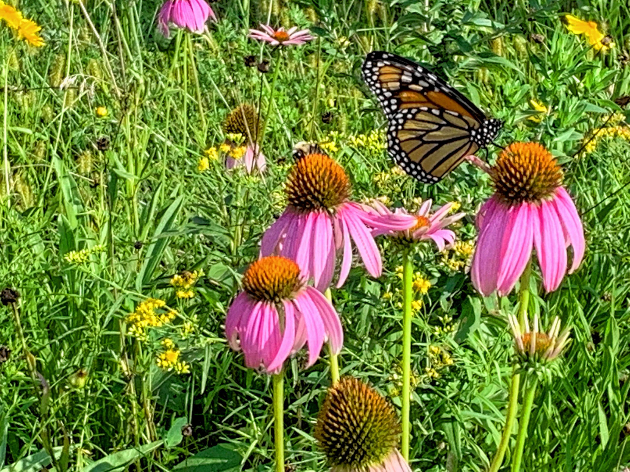 Annual Monarch Festival joins streaming list The Concord Insider