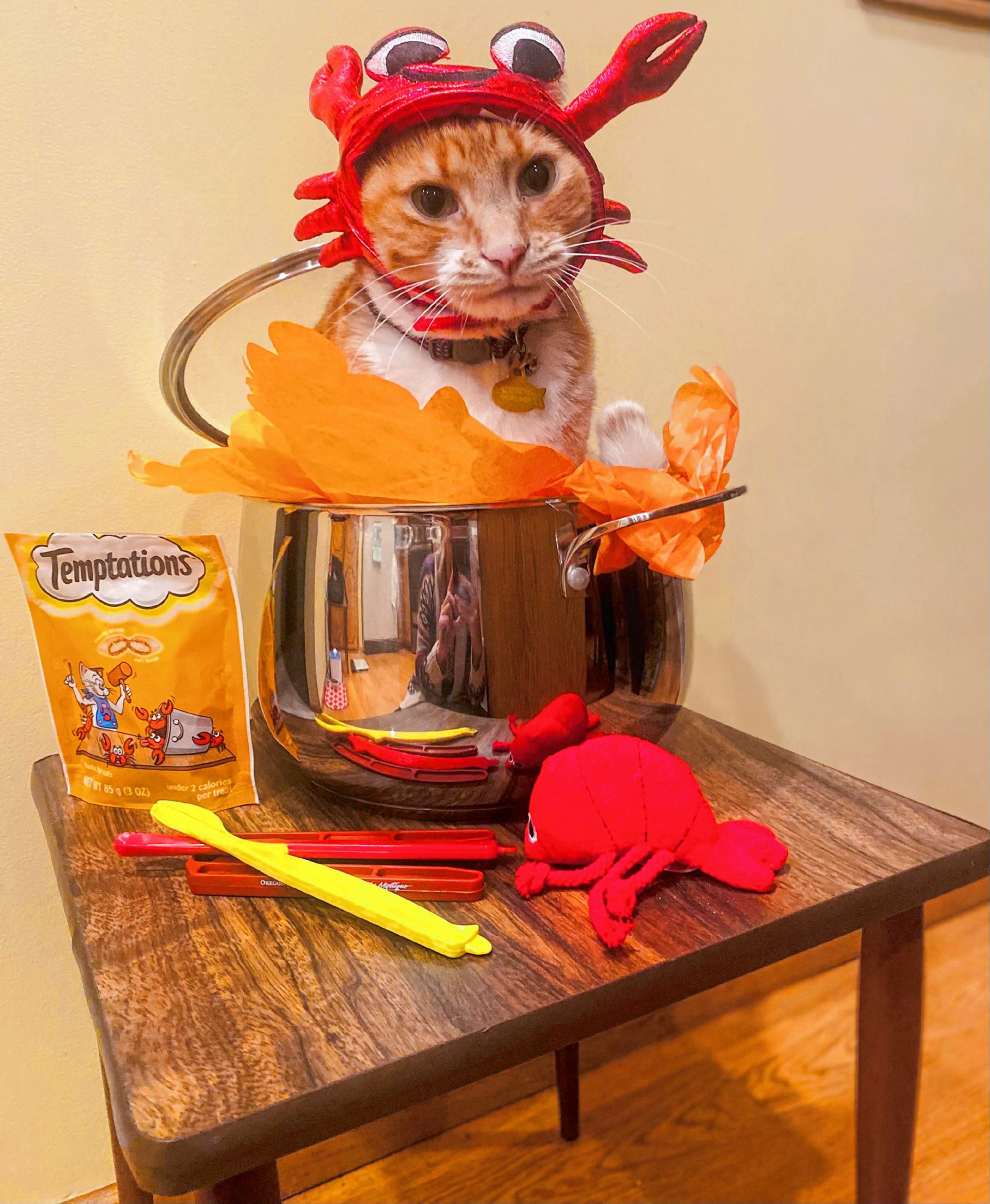 Gordie the Crabby Cat: He ate one to many crabby temptations treats.  