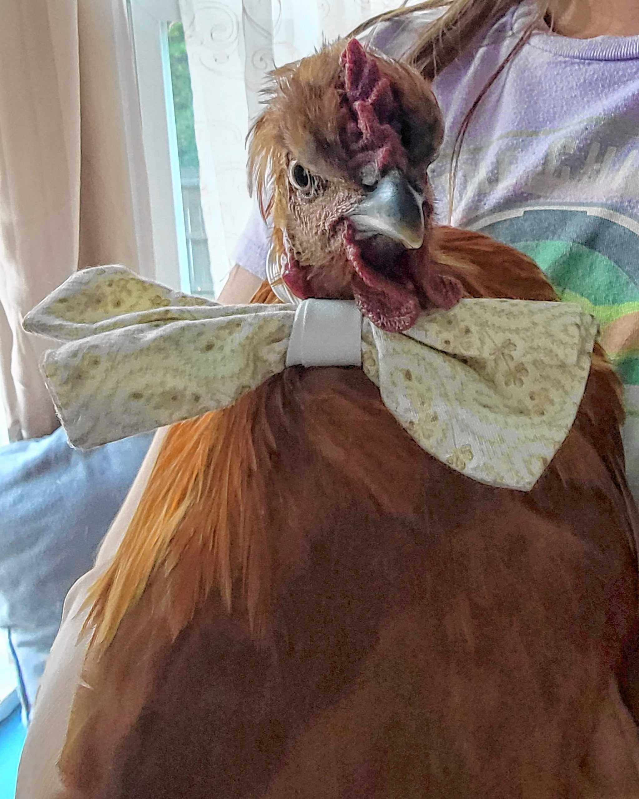 Unimpressed Floyd the Chicken: Our handsome guy isn't as grumpy as he looks.  