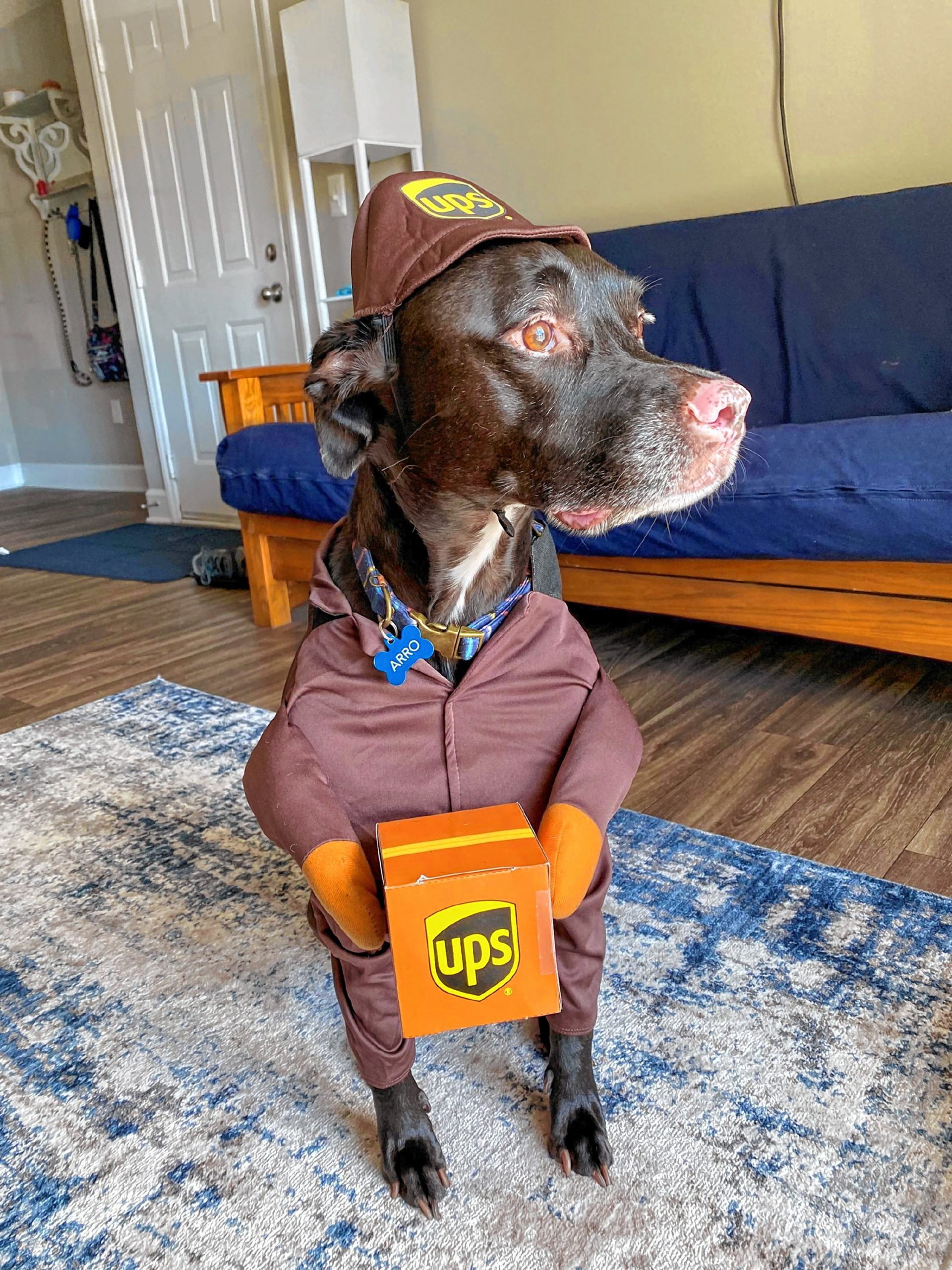 UPS Man: Arro decided to dress up like one of his favorite people this year. A UPS man, or his dad.  