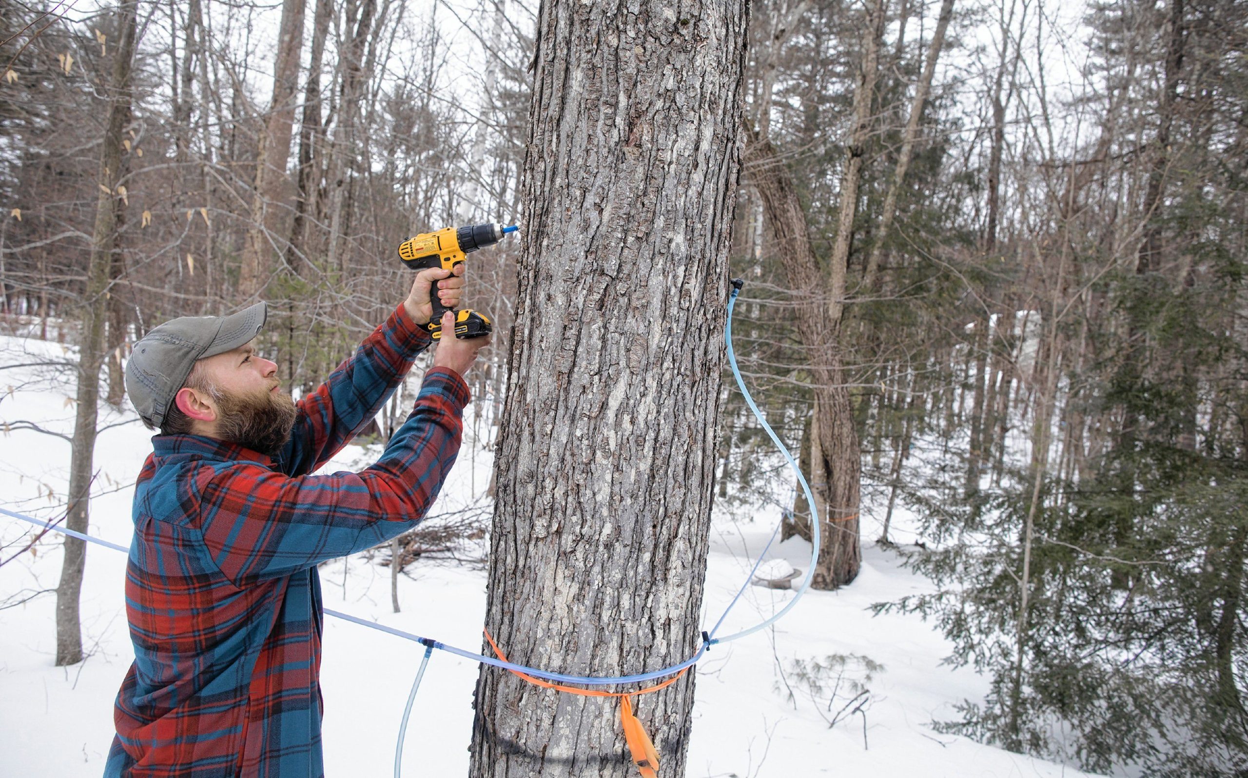 Andrew Mattiace drills a hole in a tree in his back yard to collect sap for his syruping operation at his Bow home on Saturday, March 2, 2019. GEOFF FORESTER