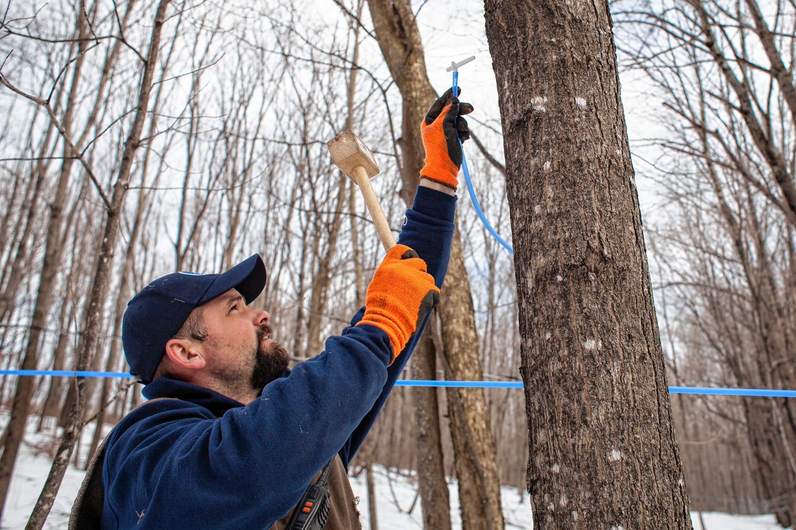 Patrick Colby taps a maple tree at Maple Ridge Sugar House in Loudon on Wednesday, Feb. 14, 2018. In total, the family owned and operated business will tap about 6,000 trees and repair miles of plumbing to prepare for the 2018 maple season. (ELIZABETH FRANTZ / Monitor staff) Elizabeth Frantz