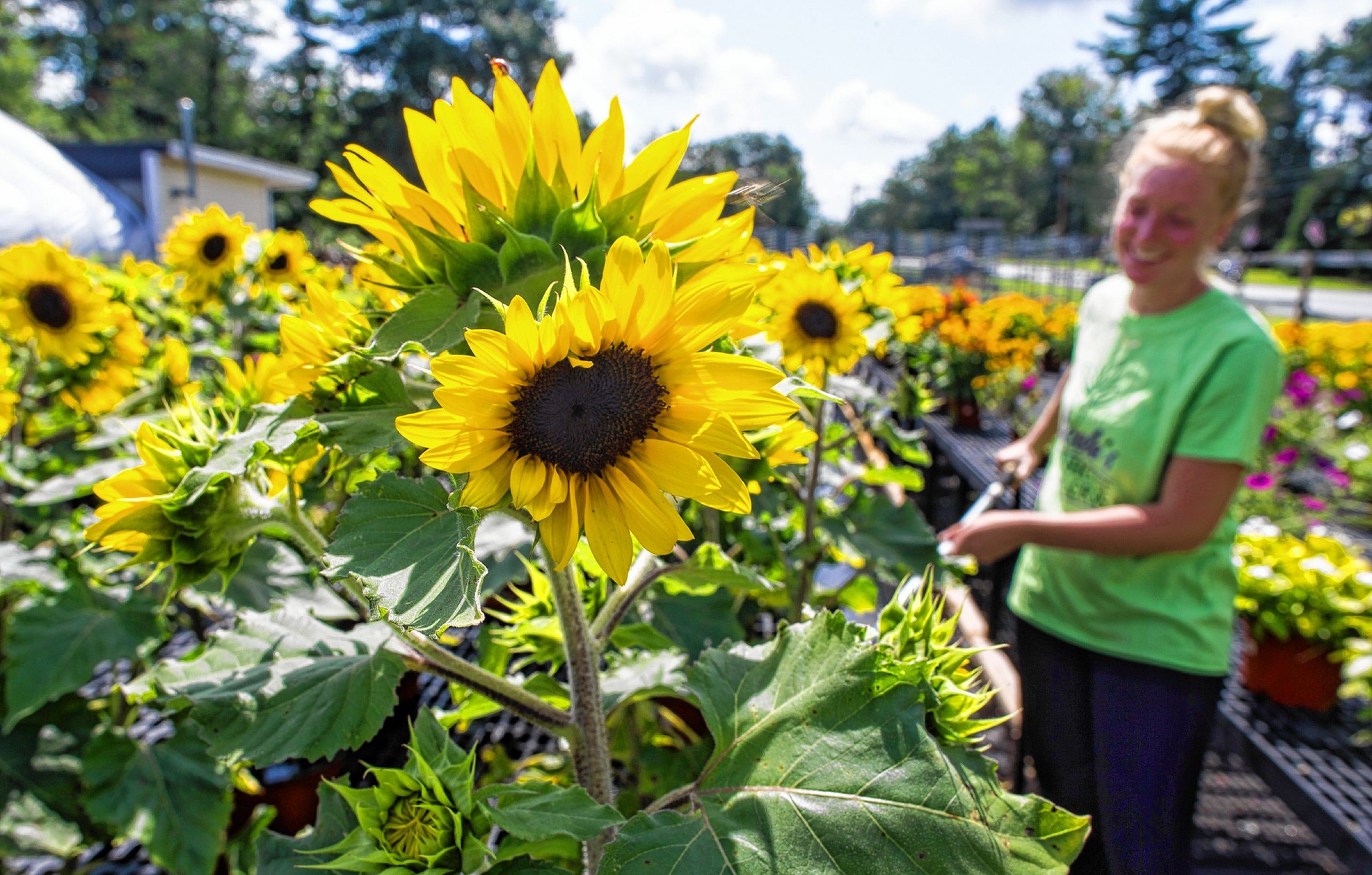 Katherine Dodge waters the sunflowers at Nicoleâs Greenhouse and Florist on Route 106 in Pembroke on Wednesday, August 15, 2018. Dodge has worked summers at Nicoleâs for the past two years and heads back to college on Saturday. GEOFF FORESTER