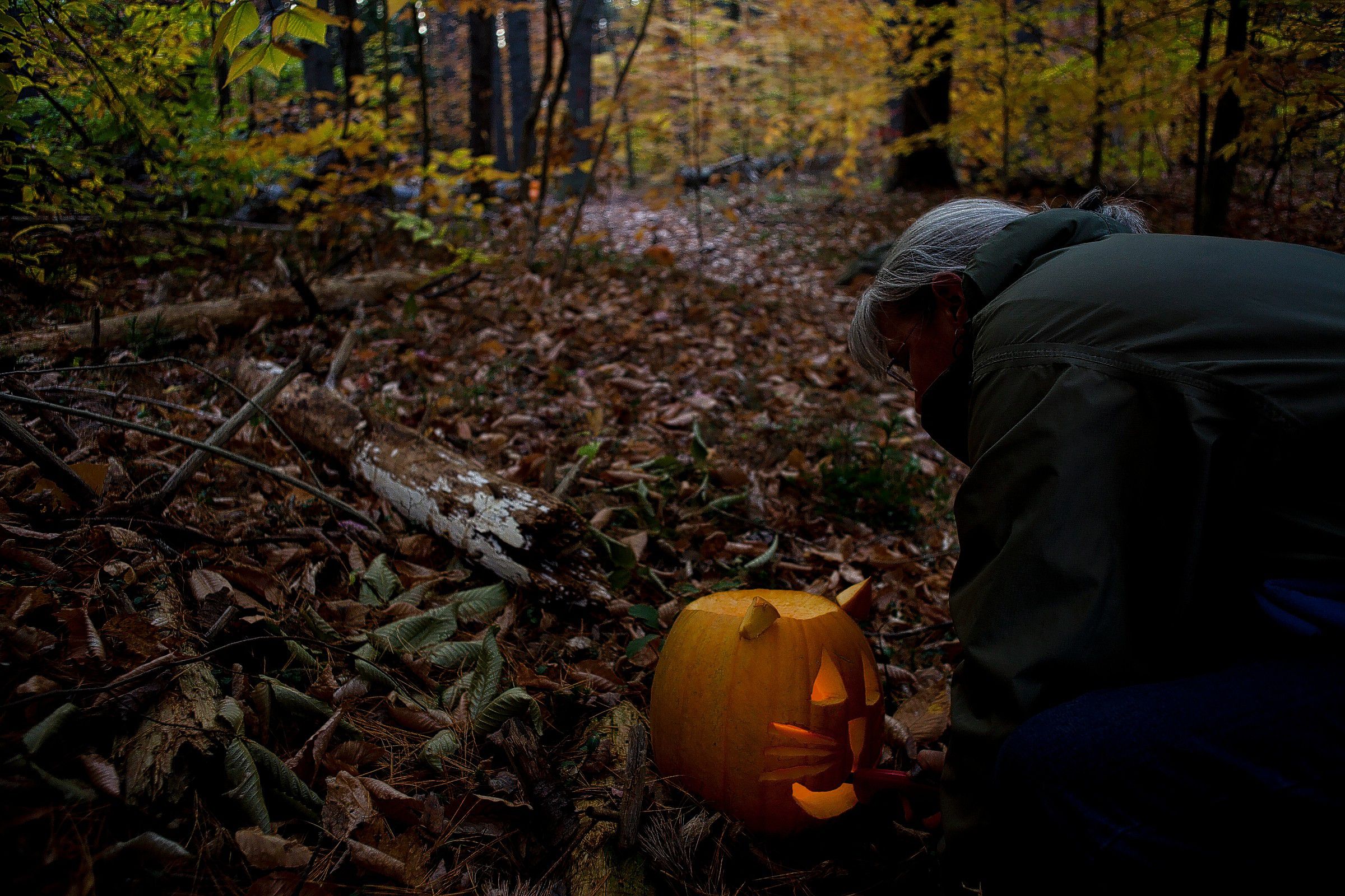 Laura Deming, of Salisbury, and biologist at the New Hampshire Audubon, lights jack-o-lanterns that lined the path of this year's Enchanted Forest on Saturday evening, October 26, 2013. The program started up again after a hiatus since 2004 and offers an educational alternative to haunted houses and haunted forests. The forest had several stops where skits were performed by volunteers and Audubon staff and the trail was lit by jack-o-lanterns.  (JOHN TULLY / Monitor Staff) John Tully