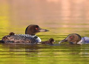 Loon Festival to be held July 20